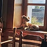 animal, blurred_background, daylight, dog, domestic_animal, furniture, home, indoor, nature_outside, pet, quiet, relaxing, resting, sunlight, sunny, window, window_frame, windowsill, wood, wooden_chair