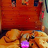 Eizer participe au concours pour gagner de l'argent avec cette photo : bed, blanket, canine, comfort, cozy, curtain, decor, dog, home_interior, indoor, pet, photographs, relaxed, resting, sleeping, sparkles, text_overlay, wood_paneling, wooden_wall, yellow_bedding