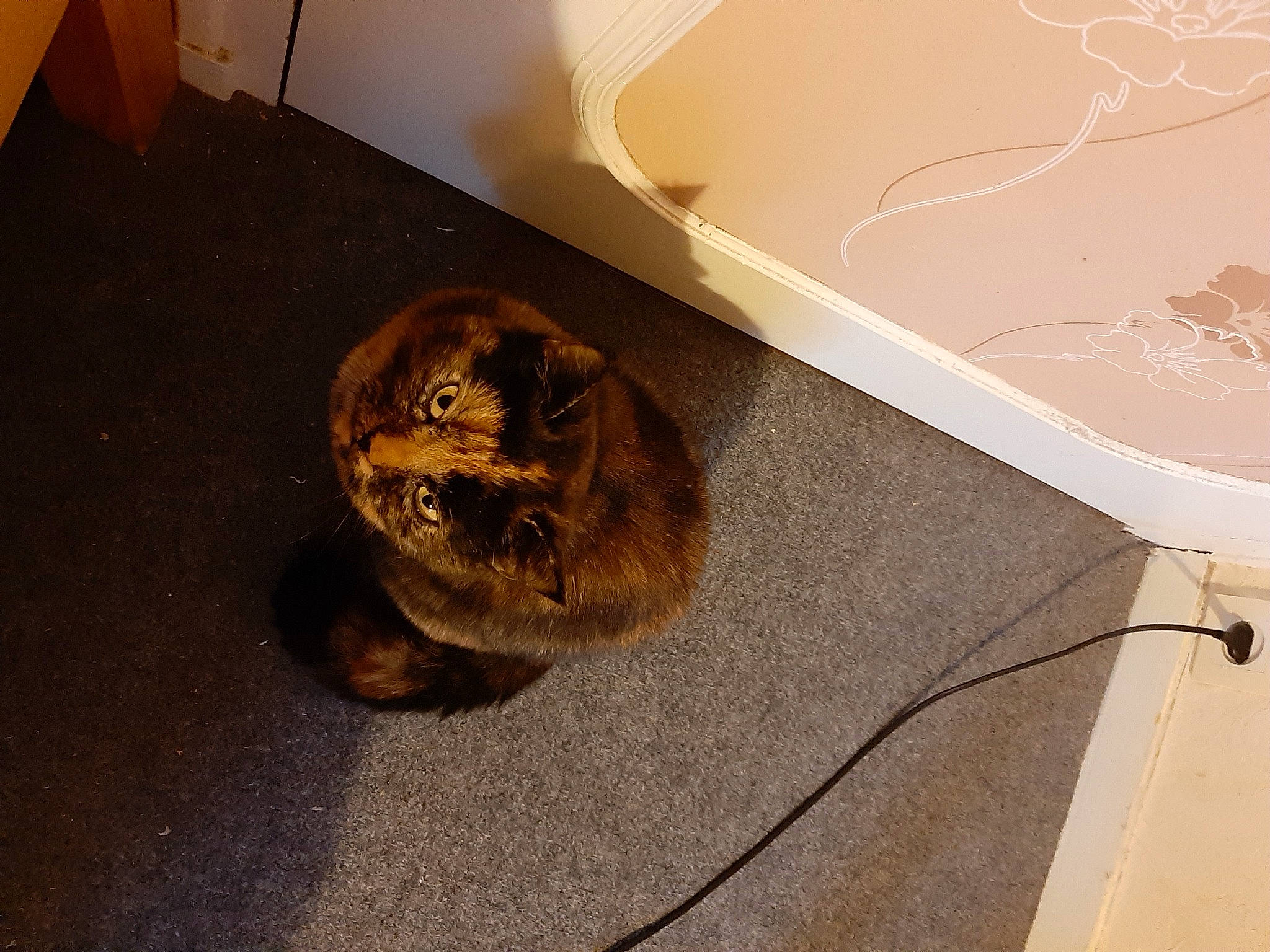 Morphée participe au concours pour gagner de l'argent avec cette photo : brown, canidae, carnivore, cat, dog_breed, domestic_short_haired_cat, fawn, felidae, floor, flooring, fur, hardwood, room, small_to_medium_sized_cats, sporting_group, tail, terrestrial_animal, tile, whiskers, wood