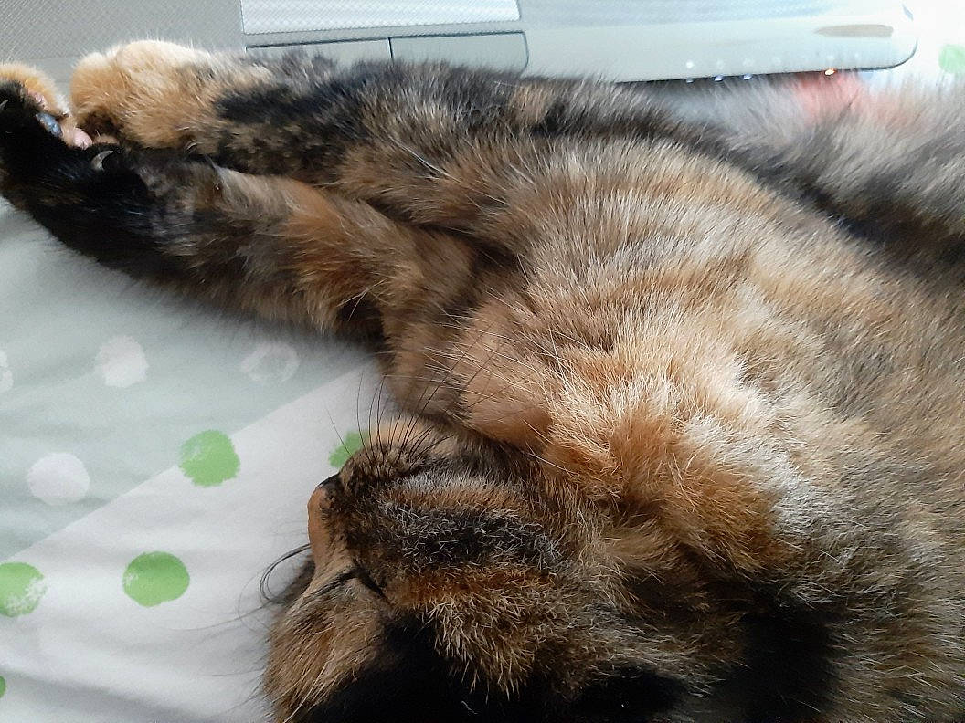 Morphée participe au concours pour gagner de l'argent avec cette photo : carnivore, cat, claw, comfort, domestic_short_haired_cat, ear, eye, fawn, felidae, flooring, fur, nap, paw, sleep, small_to_medium_sized_cats, snout, tail, terrestrial_animal, whiskers, wildlife