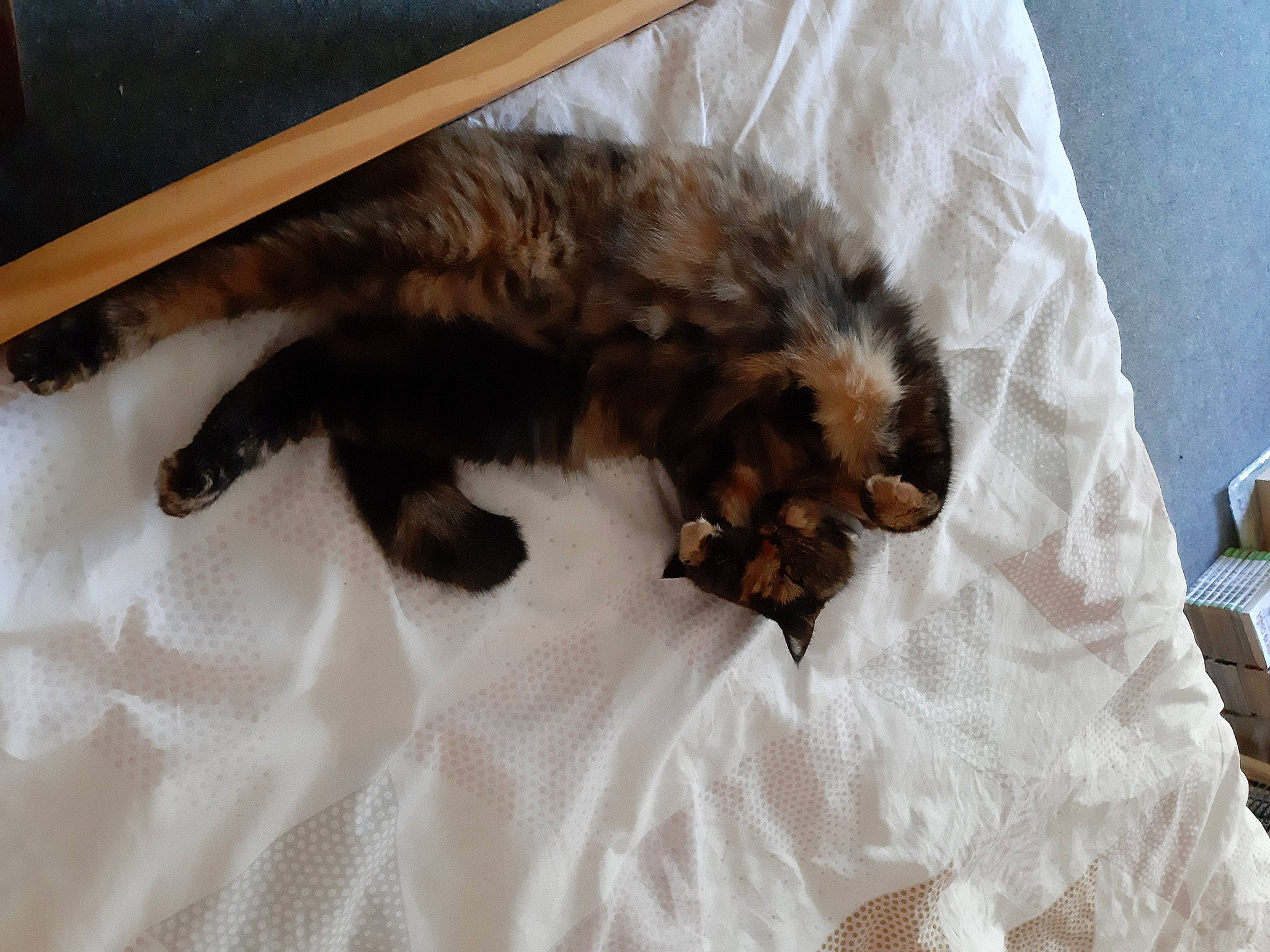 Morphée participe au concours pour gagner de l'argent avec cette photo : bed, bedding, canidae, carnivore, cat, claw, comfort, companion_dog, dog_breed, duvet, felidae, fur, linens, liver, nap, paw, small_to_medium_sized_cats, sporting_group, tail, whiskers