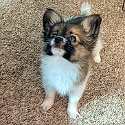 Coco is registered to the contest to win money with this photo: adorable, animal, black, brown, carpet, companion, curious, cute, dog, ears, fluffy, fur, indoors, looking_up, pet, puppy, small_dog, standing, white, young