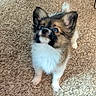 adorable, animal, black, brown, carpet, companion, curious, cute, dog, ears, fluffy, fur, indoors, looking_up, pet, puppy, small_dog, standing, white, young