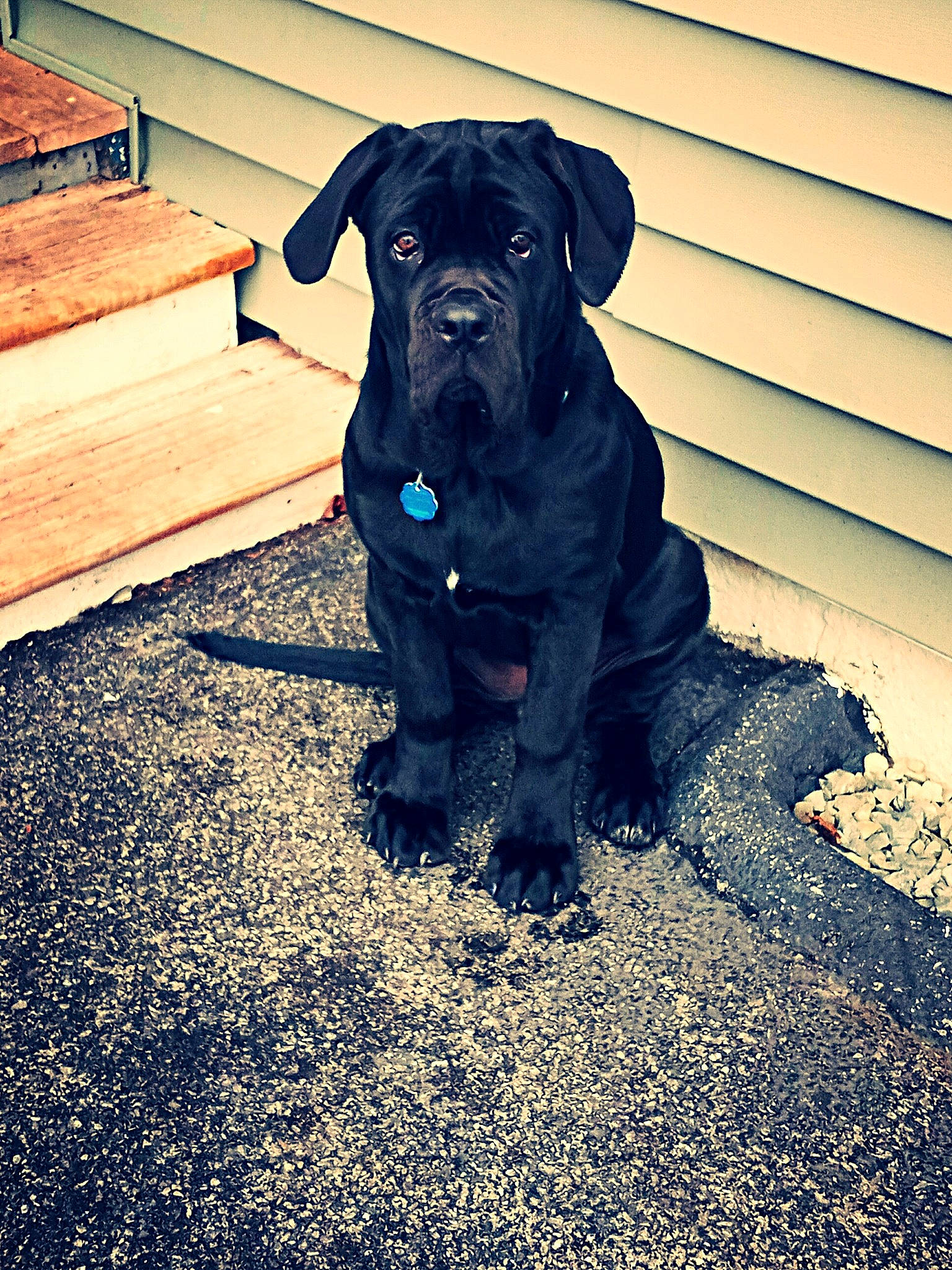 Stella Blue is registered to the contest to win money with this photo: art, borador, canidae, carnivore, companion_dog, dog, dog_breed, dog_collar, electric_blue, fawn, fur, grass, guard_dog, plant, shadow, snout, sporting_group, tints_and_shades, working_animal, working_dog