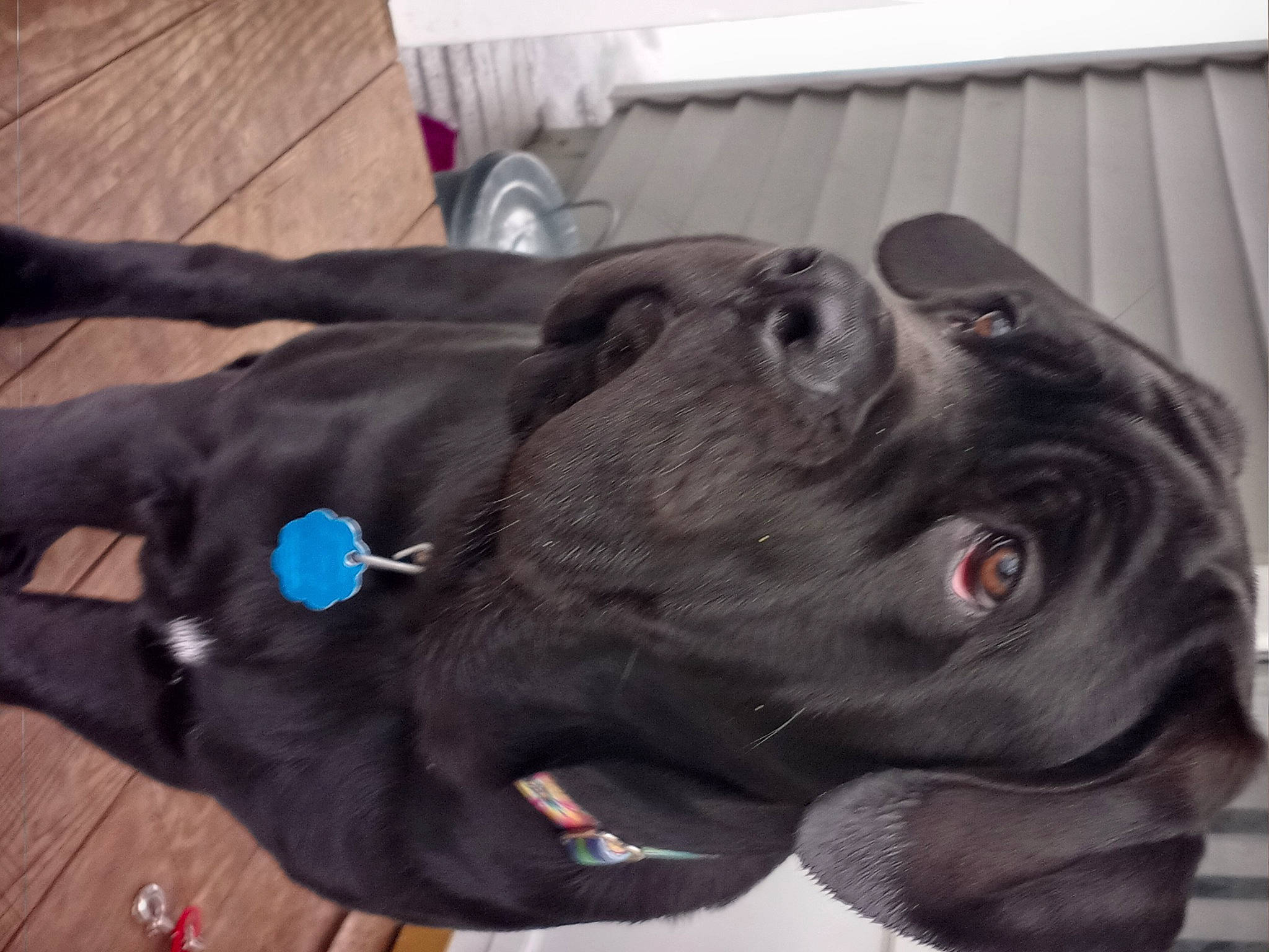 Stella Blue joined the competition — help win amazing prizes! borador, canidae, carnivore, collar, companion_dog, dog, dog_breed, dog_collar, ear, fawn, fur, guard_dog, gun_dog, liver, pointing_breed, retriever, snout, sporting_group, whiskers, working_animal