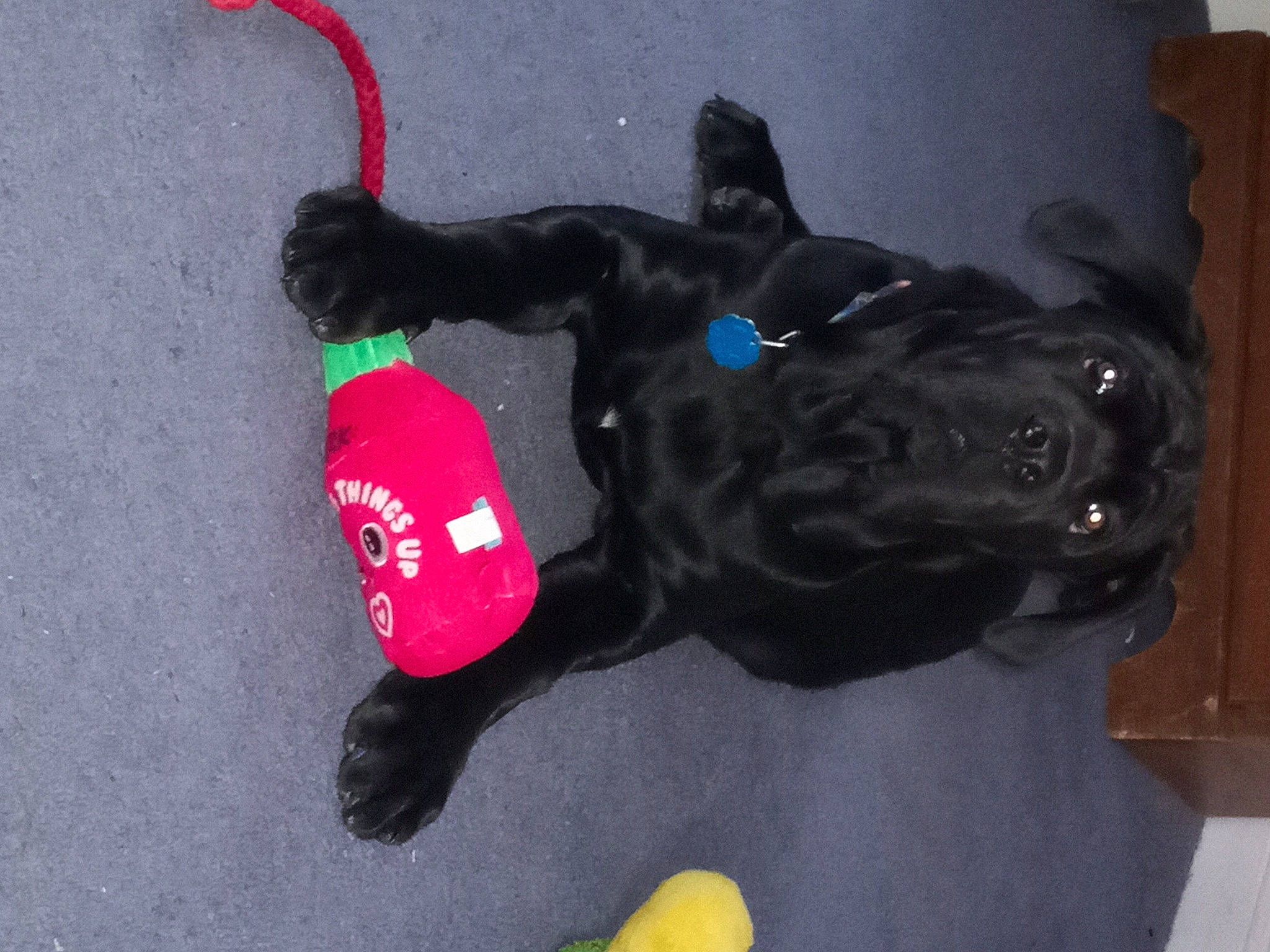 Stella Blue is registered to the contest to win money with this photo: canidae, carnivore, collar, companion_dog, dog, dog_breed, dog_clothes, dog_collar, dog_supply, fur, leash, mammal, personal_protective_equipment, pet_supply, snout, sporting_group, tail, toy, vertebrate, working_animal