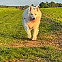 dog, white_dog, running, grass, field, outdoor, sunlight, rural, path, nature, happy, canine, animal, landscape, trees, sky, daytime, pets, playful, summer