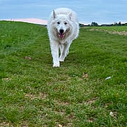 Rox participe au concours pour gagner de l'argent avec cette photo : animal, canine, cloudy, daytime, dog, field, friendly, fur, grass, green, happy, landscape, mammal, nature, outdoor, pet, playful, sky, walking, white