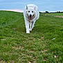 animal, canine, cloudy, daytime, dog, field, friendly, fur, grass, green, happy, landscape, mammal, nature, outdoor, pet, playful, sky, walking, white