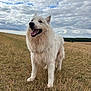 Rox a rejoint le concours — aidez-le/la à gagner de superbes lots ! animal, canine, cloudy_sky, daytime, dog, ears, field, fluffy, fur, grass, happy, landscape, nature, open_mouth, outdoor, pet, snout, standing, tongue, white_dog