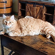 Chatran participe au concours pour gagner de l'argent avec cette photo : animal, cabinet, cat, curious, domestic_cat, fluffy, fur, furniture, ginger_cat, home, indoor, laid_back, paws, pet, relaxed, table, tile_floor, whiskers, wooden_cabinet, wooden_table