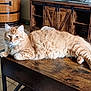 animal, cabinet, cat, curious, domestic_cat, fluffy, fur, furniture, ginger_cat, home, indoor, laid_back, paws, pet, relaxed, table, tile_floor, whiskers, wooden_cabinet, wooden_table