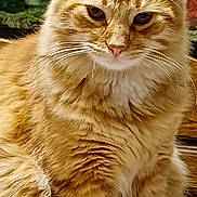 Chatran participe au concours pour gagner de l'argent avec cette photo : cat, orange_tabby, fluffy_fur, animal, pet, whiskers, ears, outdoor, nature, feline, closeup, sitting, fur_texture, cute, domestic_cat, mammal, relaxed, portrait, eyes, nose