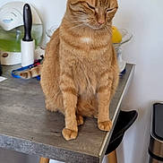 Caline a rejoint le concours — aidez-le/la à gagner de superbes lots ! cat, countertop, domestic_animal, feline, fruit_bowl, fur, ginger_cat, house_pet, indoor, kitchen, lint_roller, orange, pet, relaxed, sitting, stool, tabby, tile_floor, trash_can, wooden_legs