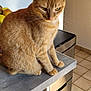 Caline participe au concours pour gagner de l'argent avec cette photo : animal, cat, contemplative, countertop, domestic, feline, fruit, ginger_cat, household, indoor, kitchen, natural_light, orange_fur, pet, side_view, sitting, stool, tabby, tile_floor, trash_bin