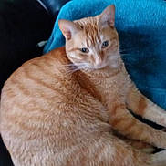 Caline a rejoint le concours — aidez-le/la à gagner de superbes lots ! cat, ginger_cat, pet, feline, animal, indoor, chair, leather, blanket, relaxed, orange, striped, fur, whiskers, ears, cute, resting, domestic_animal, sleepy, cozy