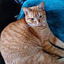 cat, ginger_cat, pet, feline, animal, indoor, chair, leather, blanket, relaxed, orange, striped, fur, whiskers, ears, cute, resting, domestic_animal, sleepy, cozy