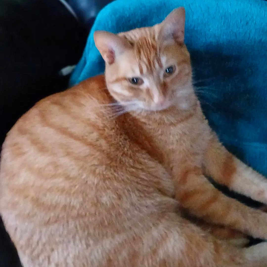 Caline a rejoint le concours — aidez-le/la à gagner de superbes lots ! animal, blanket, cat, chair, cozy, cute, domestic_animal, ears, feline, fur, ginger_cat, indoor, leather, orange, pet, relaxed, resting, sleepy, striped, whiskers