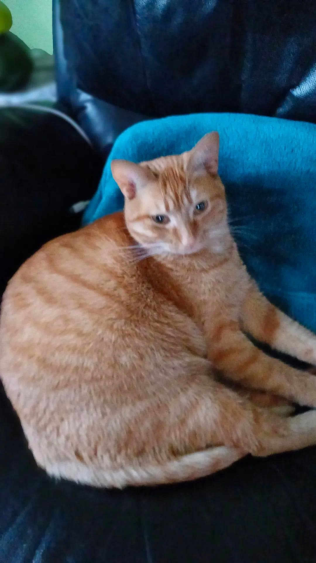Caline a rejoint le concours — aidez-le/la à gagner de superbes lots ! cat, ginger_cat, pet, feline, animal, indoor, chair, leather, blanket, relaxed, orange, striped, fur, whiskers, ears, cute, resting, domestic_animal, sleepy, cozy