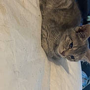 Tequila joined the competition — help win amazing prizes! cat, tabby, resting, blanket, fur, indoor, animal, pet, feline, cozy, calm, home, cute, sleepy, whiskers, ears, soft, comfort, domestic, relaxed