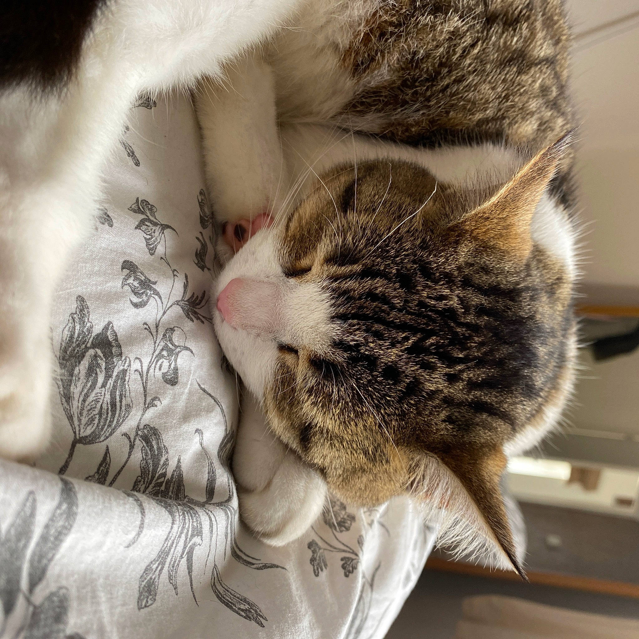 Gypsie joined the competition — help win amazing prizes! carnivore, cat, claw, close_up, domestic_short_haired_cat, european_shorthair, felidae, fur, kitten, leg, nap, nose, paw, polydactyl_cat, sleep, small_to_medium_sized_cats, snout, tabby_cat, textile, whiskers