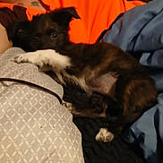 Chi Chi is registered to the contest to win money with this photo: puppy, dog, blanket, person, orange_clothing, blue_fabric, paw, lying_down, indoor, bed, fur, black_dog, white_paws, resting, sleepy, cozy, closeup, animal, domestic_pet, soft_texture