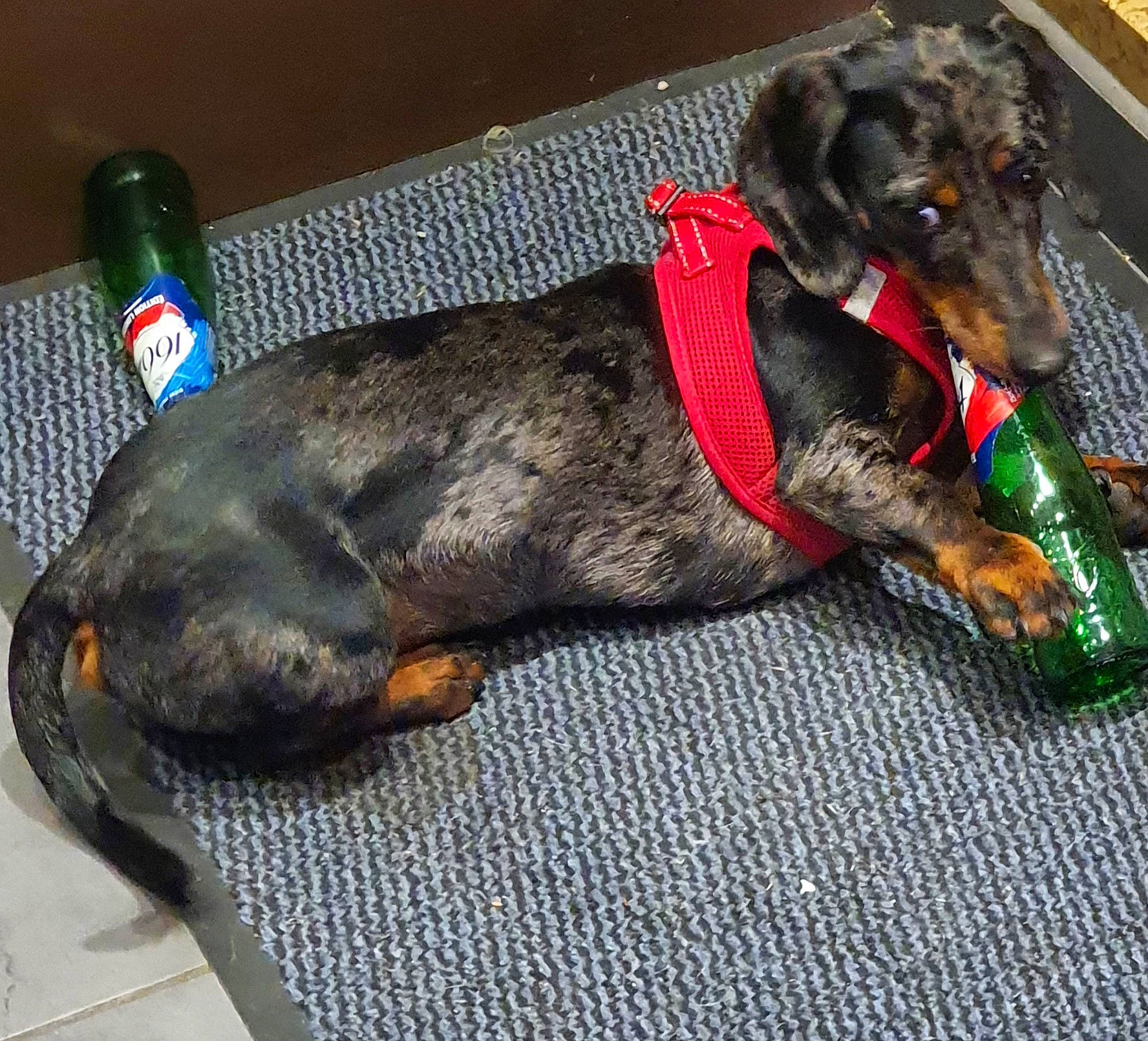 Gribouille participe au concours pour gagner de l'argent avec cette photo : canidae, carnivore, collar, companion_dog, dog, dog_breed, dog_collar, dog_supply, drinking_water, fashion_accessory, fur, leash, liver, paw, pet_supply, snout, sporting_group, tin_can, water_bottle, working_animal