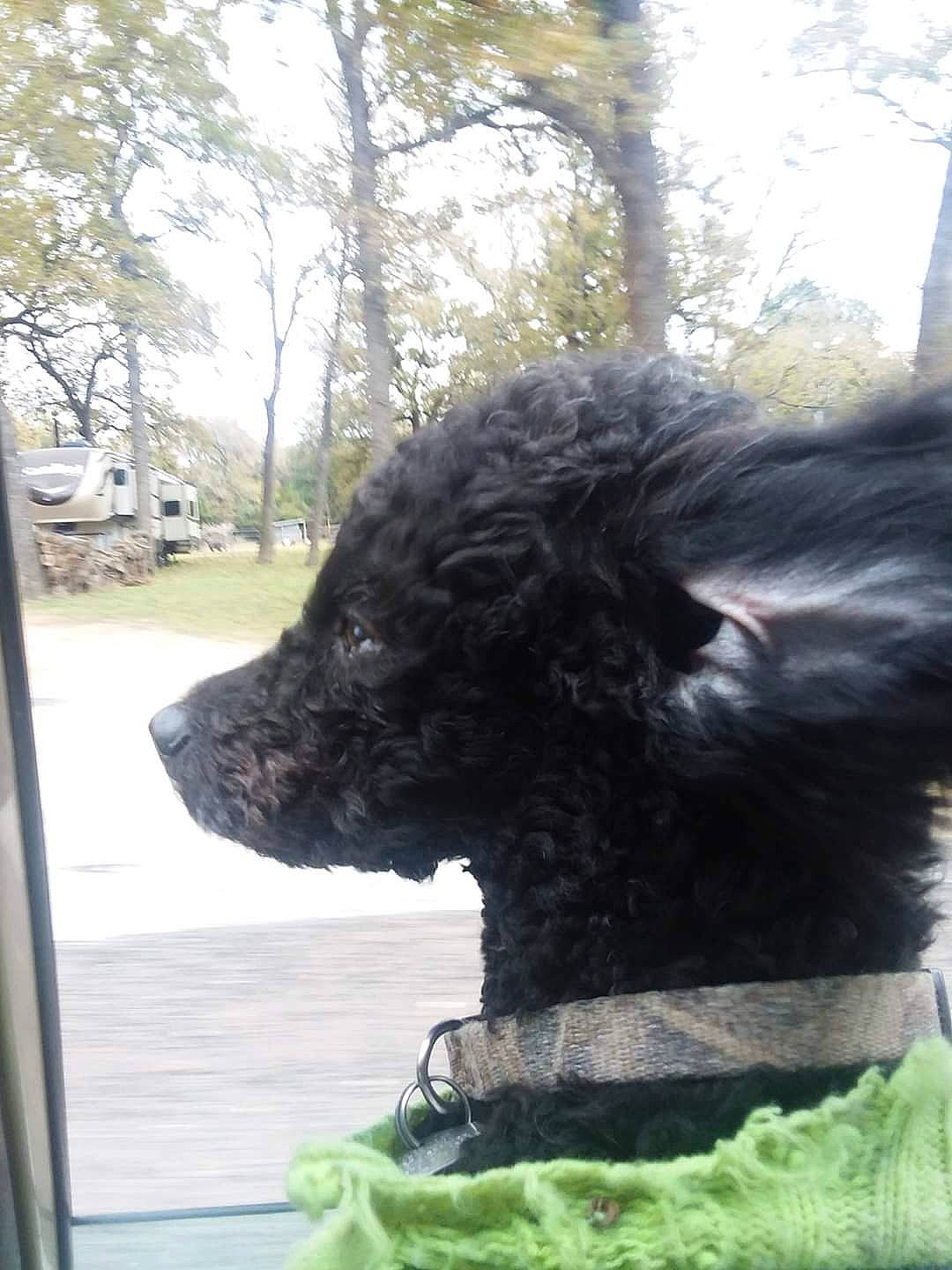 Iggy joined the competition — help win amazing prizes! canidae, carnivore, companion_dog, dog, dog_breed, dog_collar, fawn, fur, grass, liver, mammal, plant, sky, snout, sporting_group, tail, toy_dog, tree, water_dog, working_animal