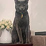 cat, gray_cat, indoor, vase, flowers, roses, wooden_surface, furniture, pet, animal, sitting, collar, keychain, decor, wall, home, cozy, calm, portrait, feline