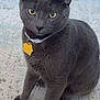 cat, gray_cat, pet, collar, tag, yellow_eyes, sitting, fur, whiskers, ears, animal, domestic_cat, cute, close_up, indoor, attention, looking, portrait, feline, companionship