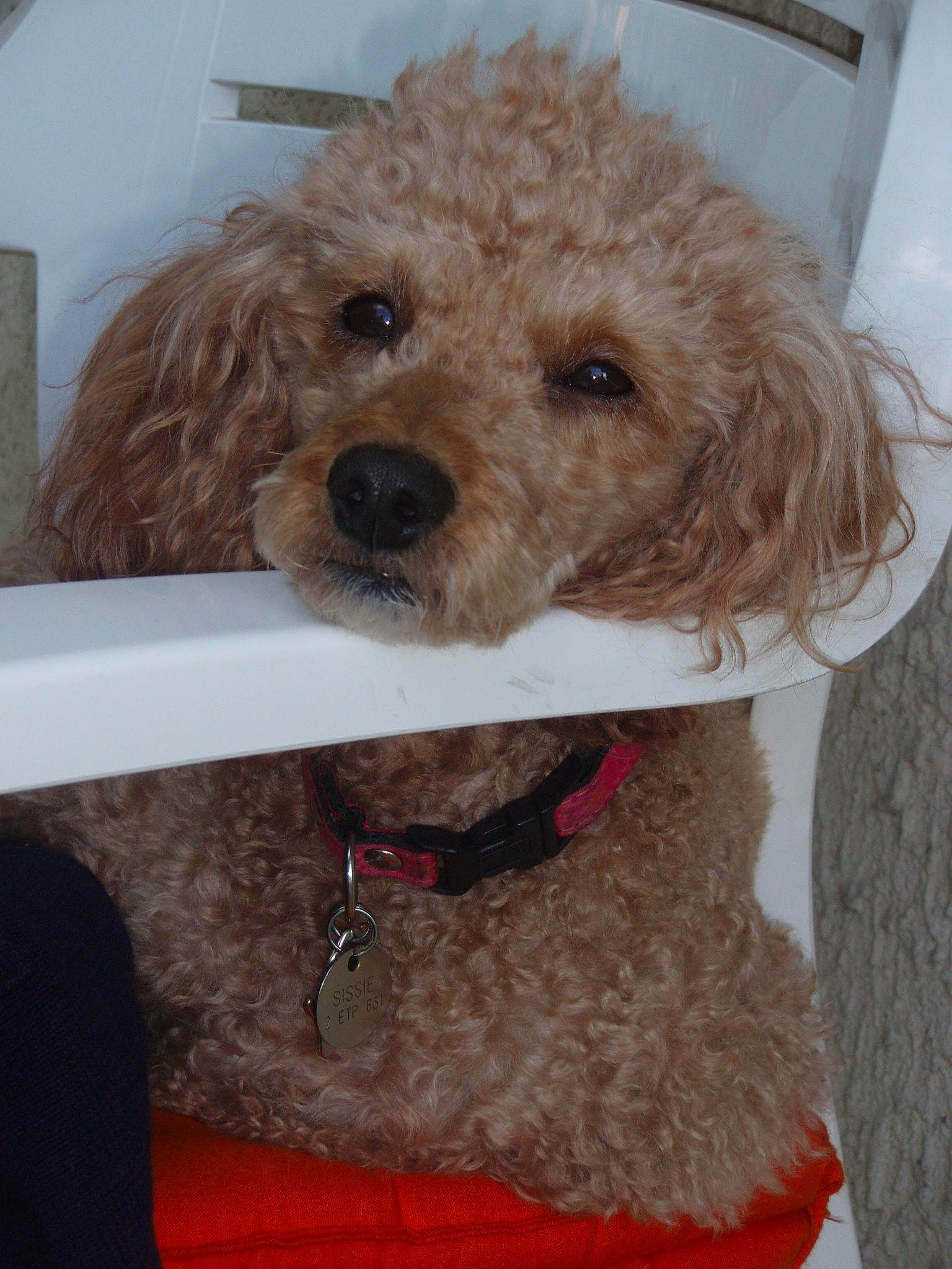 Sissie participe au concours pour gagner de l'argent avec cette photo : canidae, carnivore, collar, companion_dog, dog, dog_breed, dog_collar, dog_supply, fawn, fur, goggles, labradoodle, pet_supply, poodle, small_terrier, snout, sporting_group, terrier, toy_dog, water_dog