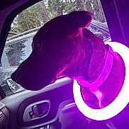 Gracie is registered to the contest to win money with this photo: dog, pet, car, window, purple_light, glowing_ring, collar, indoor, animal, vehicle_interior, seat, door, reflection, chevrolet_logo, nature_outside, trees, side_profile, calm, curious, night