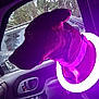 dog, pet, car, window, purple_light, glowing_ring, collar, indoor, animal, vehicle_interior, seat, door, reflection, chevrolet_logo, nature_outside, trees, side_profile, calm, curious, night