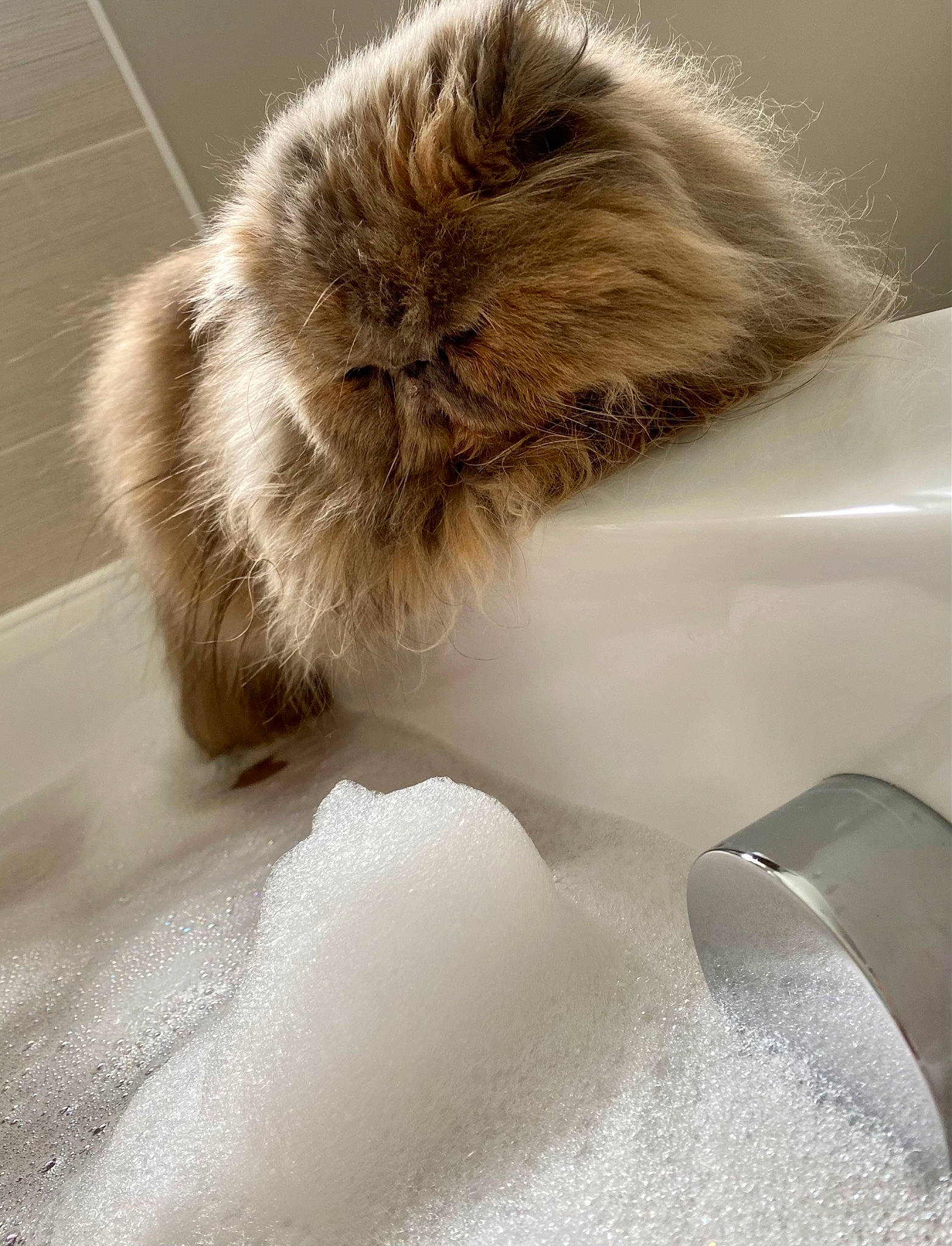 Jemima is registered to the contest to win money with this photo: canidae, carnivore, cat, claw, companion_dog, fawn, feather, felidae, fur, nap, paw, ragdoll, sleep, small_to_medium_sized_cats, snout, tail, terrestrial_animal, whiskers, wildlife, wing