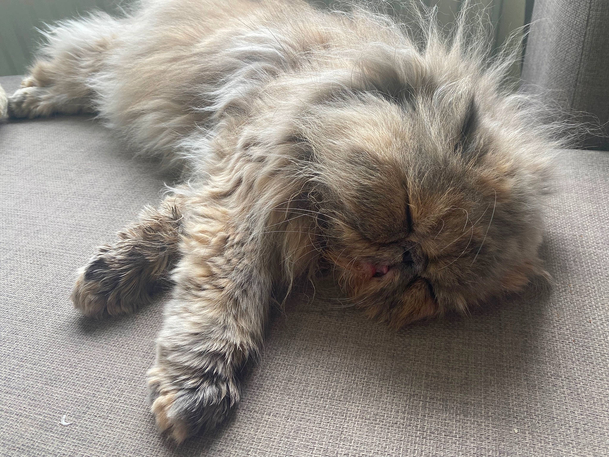 Jemima is registered to the contest to win money with this photo: carnivore, cat, claw, close_up, comfort, felidae, fur, liver, nap, paw, sleep, small_to_medium_sized_cats, snout, tail, terrestrial_animal, whiskers