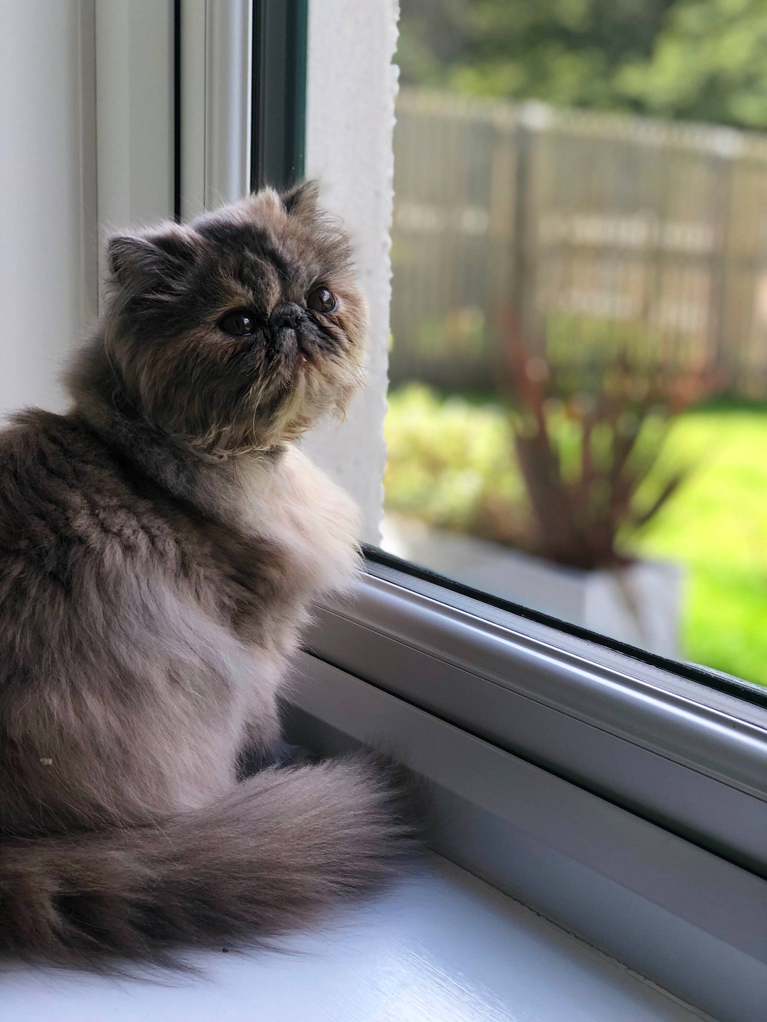 Jemima is registered to the contest to win money with this photo: asian, british_longhair, british_semi_longhair, carnivore, cat, domestic_long_haired_cat, eye, felidae, fur, mammal, norwegian_forest_cat, persian, plant, small_to_medium_sized_cats, snout, whiskers, window