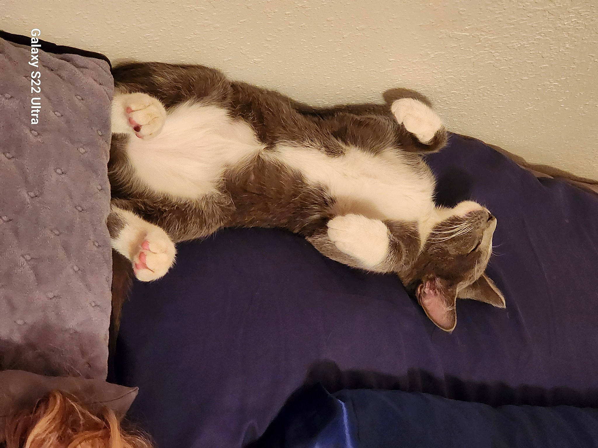 Leo is registered to the contest to win money with this photo: canidae, carnivore, cat, cloud, comfort, companion_dog, couch, dog_breed, domestic_short_haired_cat, fawn, felidae, fur, linens, paw, room, small_to_medium_sized_cats, sporting_group, tail, whiskers, wood