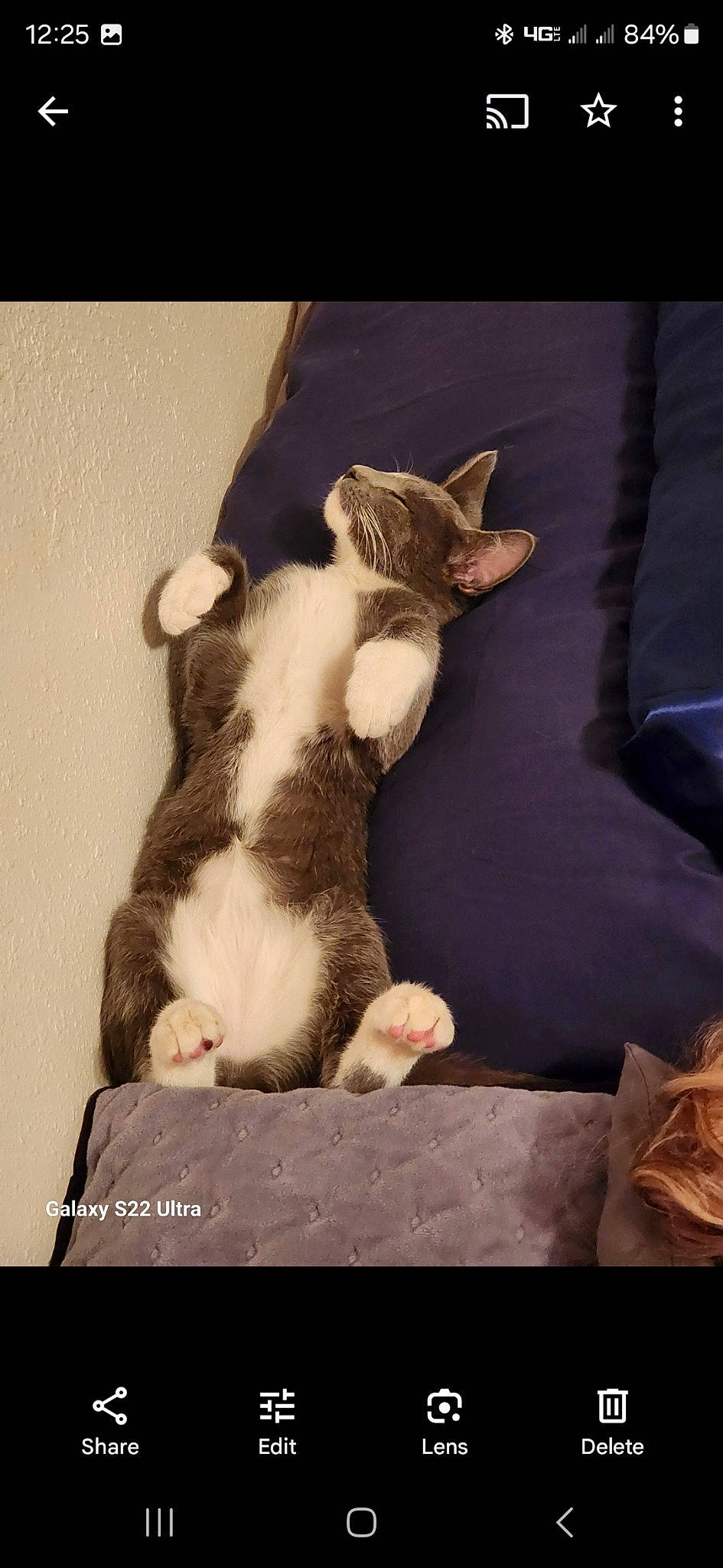 Ash is registered to the contest to win money with this photo: carnivore, cat, claw, comfort, companion_dog, dog_breed, domestic_short_haired_cat, fawn, felidae, foot, fur, human_leg, linens, paw, photo_caption, small_to_medium_sized_cats, tail, terrestrial_animal, whiskers, wood