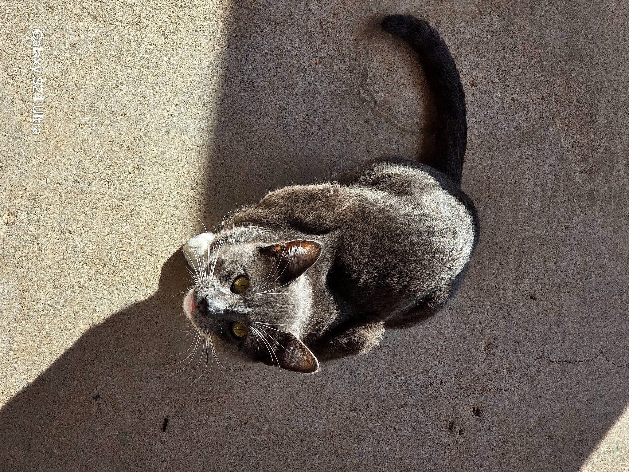 Ash joined the competition — help win amazing prizes! asphalt, carnivore, cat, claw, domestic_short_haired_cat, fawn, felidae, fur, grey, marsupial, mustelidae, paw, road_surface, small_to_medium_sized_cats, snout, soil, tail, terrestrial_animal, whiskers, wildlife