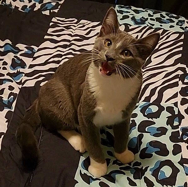 Ash is registered to the contest to win money with this photo: carnivore, cat, claw, comfort, domestic_short_haired_cat, felidae, fur, grey, linens, pattern, paw, photo_caption, sitting, small_to_medium_sized_cats, snout, square, tail, whiskers