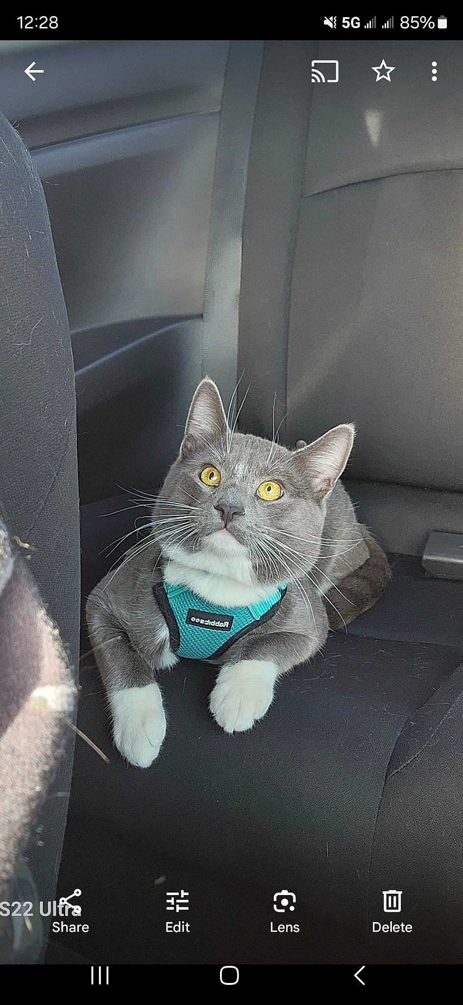 Ash is registered to the contest to win money with this photo: auto_part, black_cat, carnivore, cat, comfort, domestic_short_haired_cat, electric_blue, eye, felidae, fur, grey, paw, photo_caption, russian_blue, sitting, small_to_medium_sized_cats, snout, tail, vehicle_door, whiskers