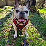 backyard, big_ears, close_up, daisies, dog, flowers, french_bulldog, grass, happy, harness, leash, moss, nose, outdoors, pet, portrait, smiling, sunlight, tongue_out, tree