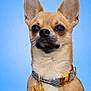 animal, blue_background, brown, chihuahua, close_up, collar, cute, dog, domestic_animal, ears, face, furry, looking_up, pet, portrait, small_dog, studio, tag, whiskers, white