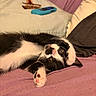 bed, black_and_white, blanket, cat, cozy, cute, feline, fur, home, indoor, lying_down, paw, pet, phone_case, pink, purple, relaxed, resting, upside_down, whiskers