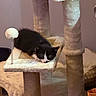 Goose joined the competition — help win amazing prizes! kitten, cat, cat_tree, sleeping, black_and_white, fur, indoor, pet, cozy, pom_pom, platform, scratching_post, resting, cute, animal, feline, soft, home, domestic, nap