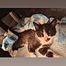 Goose is registered to the contest to win money with this photo: adorable, animal, black_and_white, blanket, cat, comfort, cozy, cute, domestic, fluffy, fur, indoor, kitten, pet, relaxation, resting, sleeping, small, soft, young