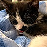 Goose joined the competition — help win amazing prizes! adorable, animal, black_and_white, blanket, cat, close_up, comfort, cozy, cute, feline, fur, indoor, kitten, pet, resting, sleeping, soft, tongue_out, whiskers, young