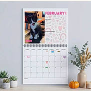 Goose is registered to the contest to win money with this photo: calendar, candle, cat, cute, decoration, desk, dried_flowers, february, indoor, kitten, month, pet, photo, potted_plant, pumpkin, schedule, succulent, table, vase, wall