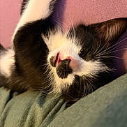 Goose is registered to the contest to win money with this photo: cat, sleeping, black_and_white, close_up, pet, feline, whiskers, nose, mouth, fur, relaxation, soft_texture, pink_background, green_fabric, animal, cute, resting, indoors, peaceful, portrait