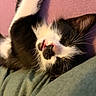 cat, sleeping, black_and_white, close_up, pet, feline, whiskers, nose, mouth, fur, relaxation, soft_texture, pink_background, green_fabric, animal, cute, resting, indoors, peaceful, portrait